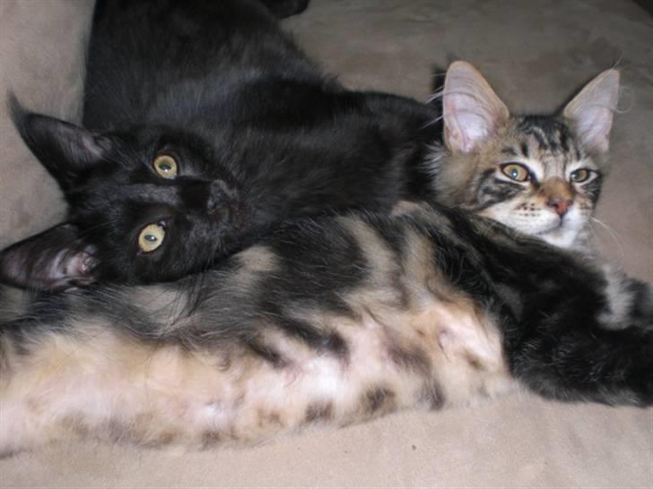 Maine Coon Toffe - Toffe og Tiger 15 uger billede 12