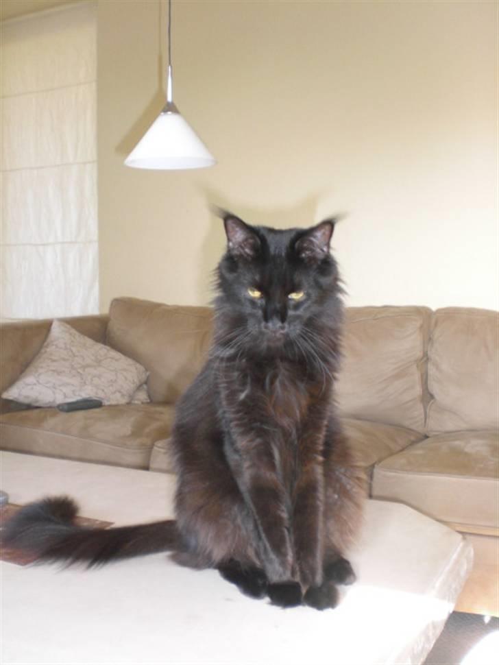 Maine Coon Toffe - Toffe er Kongen ;-) billede 13