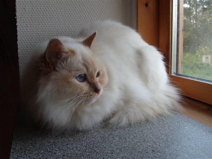 Hellig Birma Brillante billede 6