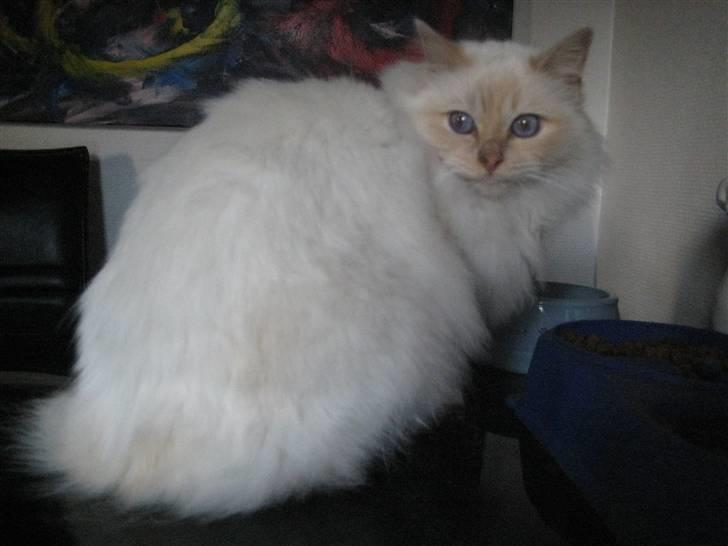 Hellig Birma Brillante billede 8