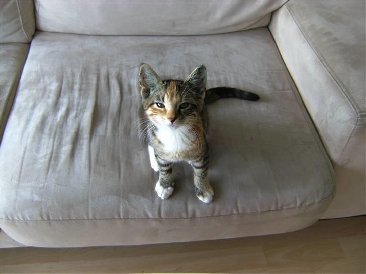 Huskat Mille billede 1