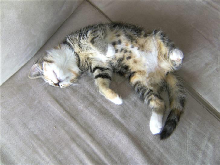 Huskat Mille billede 2