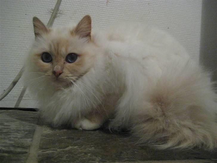 Hellig Birma Brillante billede 12