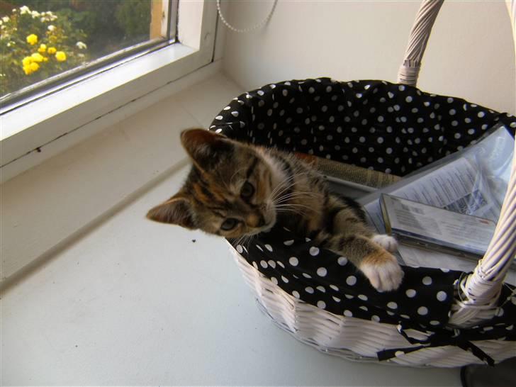 Huskat Mille billede 3