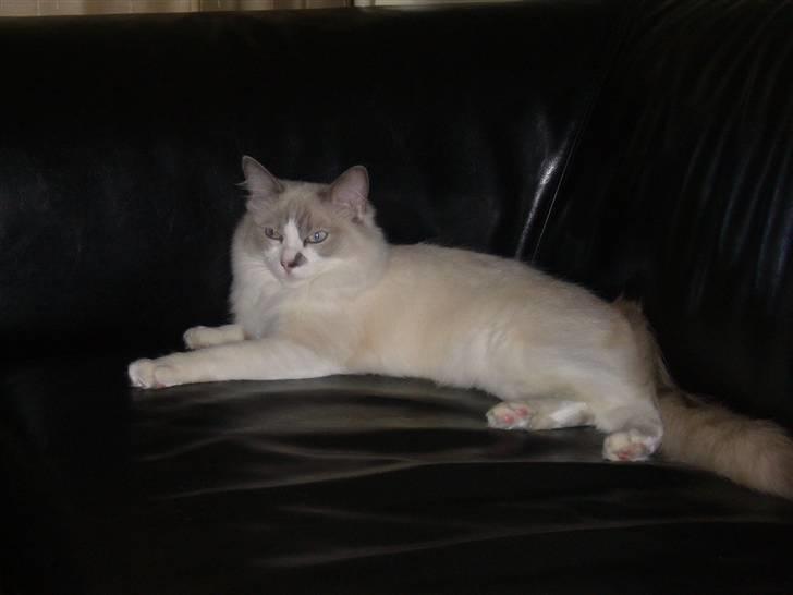 Ragdoll Dk's Ibils Abir billede 1