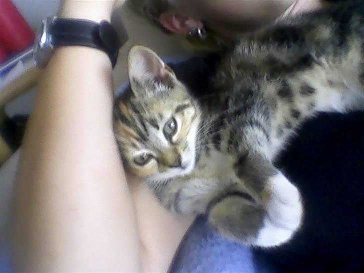 Huskat Mille billede 4