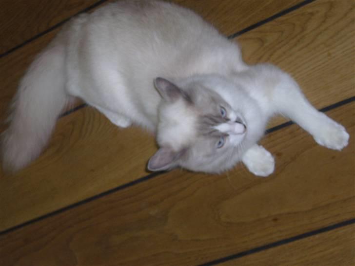 Ragdoll Dk's Ibils Abir billede 2