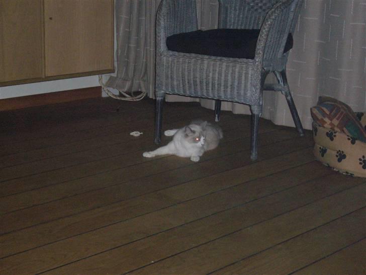Ragdoll Dk's Ibils Abir billede 4