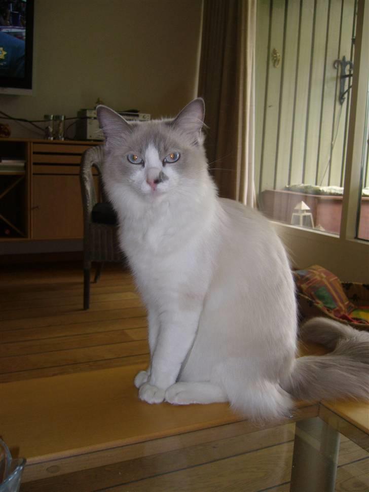 Ragdoll Dk's Ibils Abir billede 5