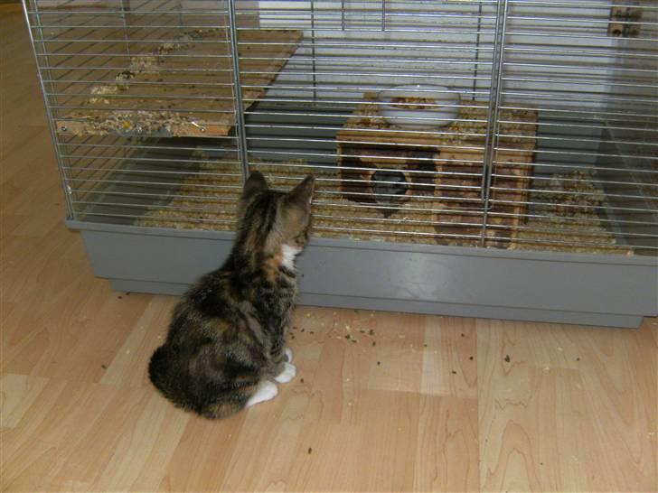 Huskat Mille billede 5