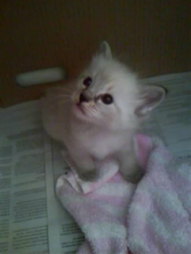 Ragdoll Dk's Ibils Basima billede 1