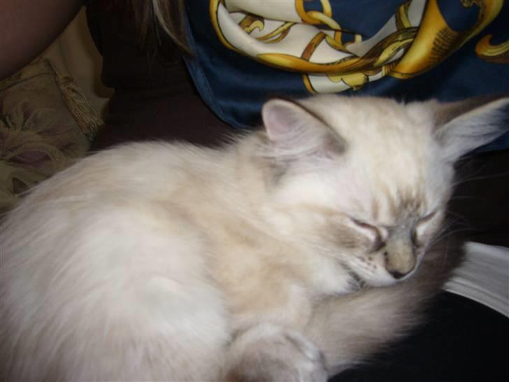 Ragdoll Dk's Ibils Basima billede 2