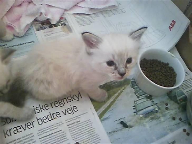 Ragdoll Dk's Ibils Basima billede 3