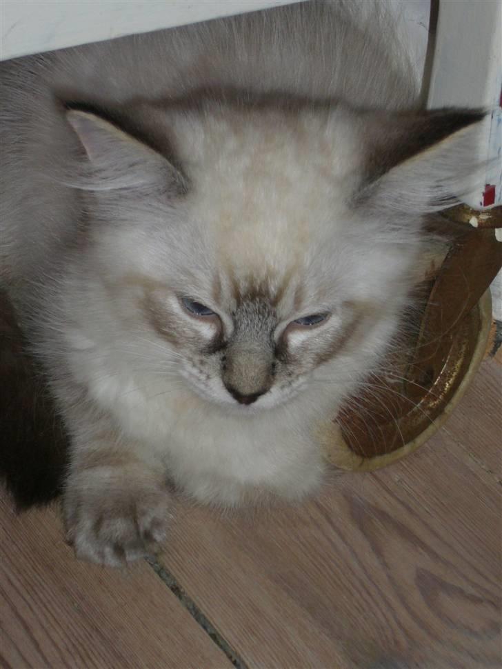 Ragdoll Dk's Ibils Basima billede 4