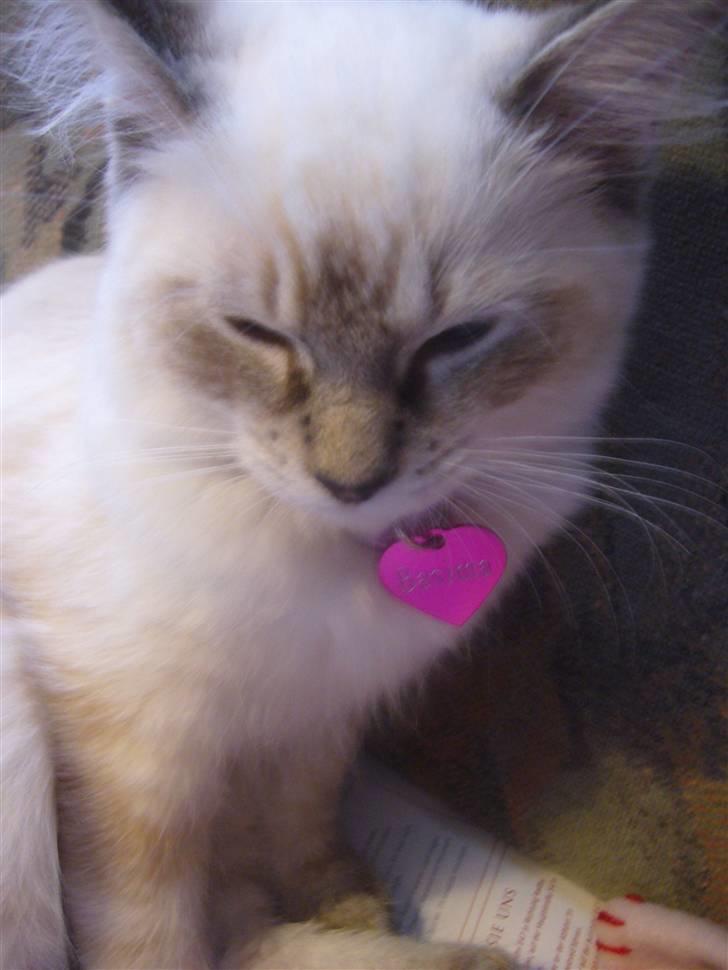 Ragdoll Dk's Ibils Basima billede 5