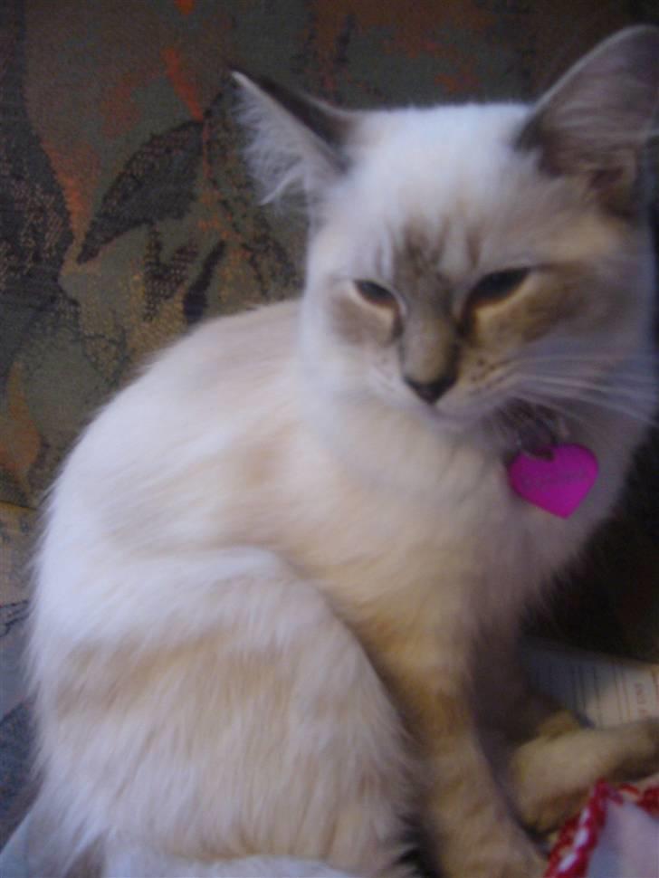 Ragdoll Dk's Ibils Basima billede 6