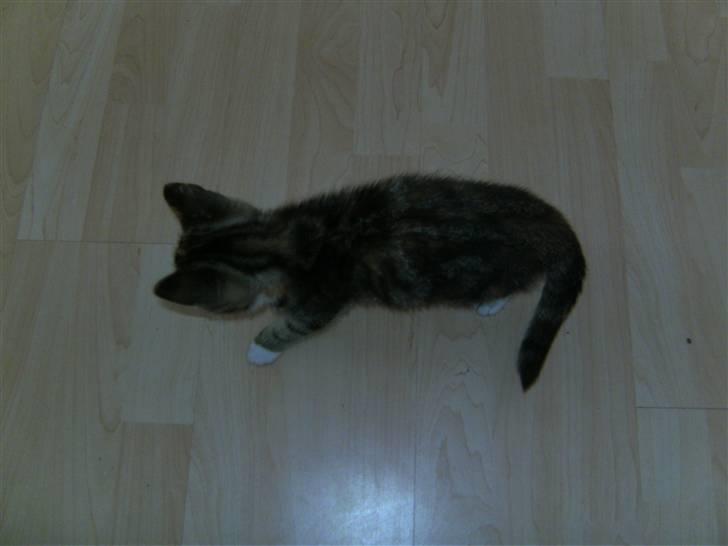 Huskat Mille billede 6