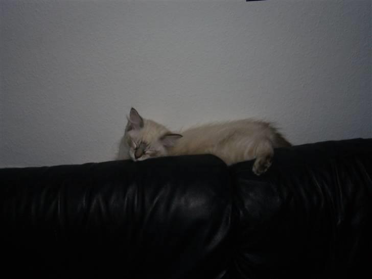 Ragdoll Dk's Ibils Basima billede 7