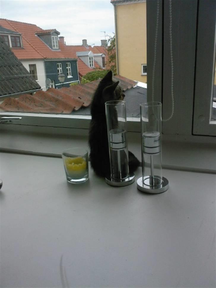 Huskat Mille billede 7