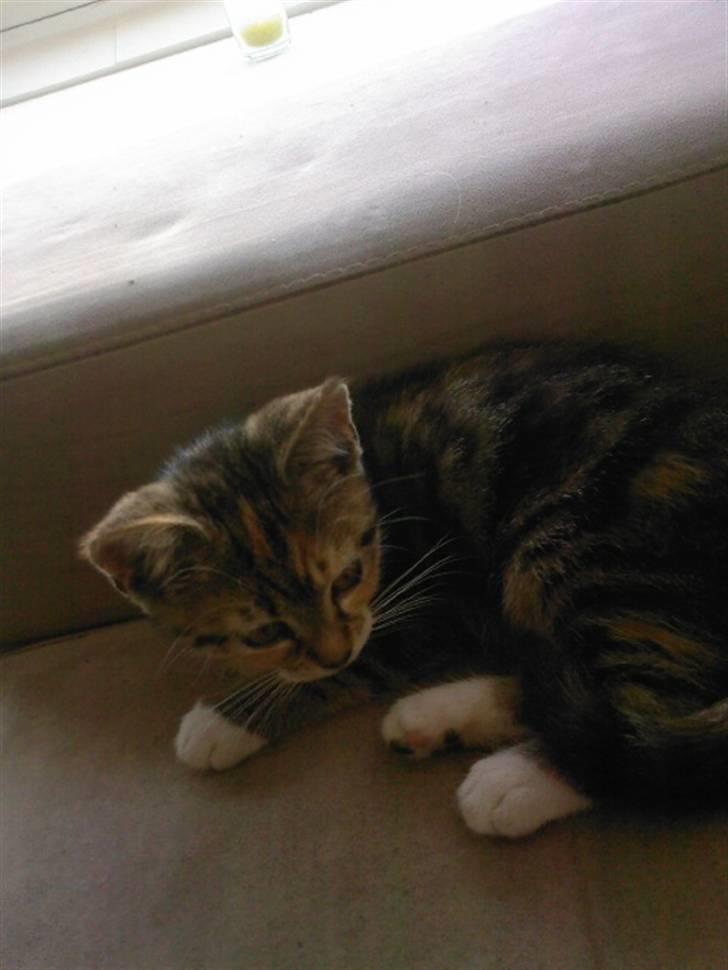 Huskat Mille billede 8