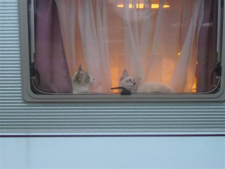 Ragdoll Dk's Ibils Basima billede 8