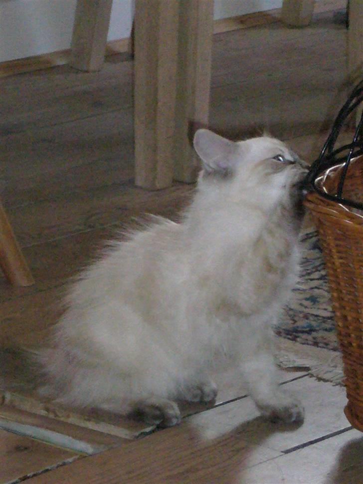 Ragdoll Dk's Ibils Basima billede 9