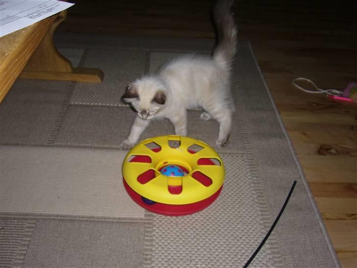 Ragdoll Dk's Ibils Basima billede 10