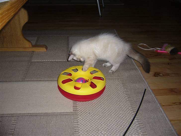 Ragdoll Dk's Ibils Basima billede 11