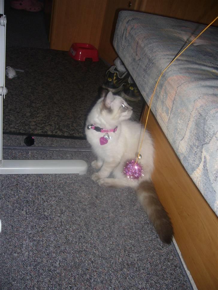 Ragdoll Dk's Ibils Basima billede 12