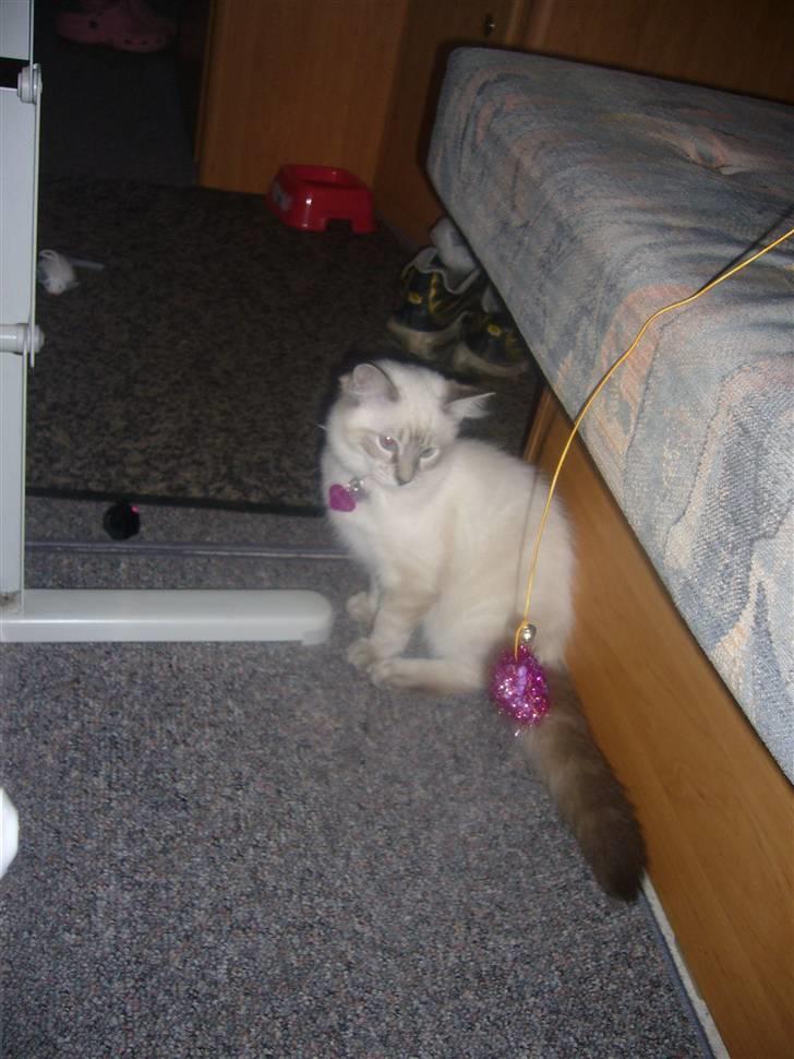 Ragdoll Dk's Ibils Basima billede 13