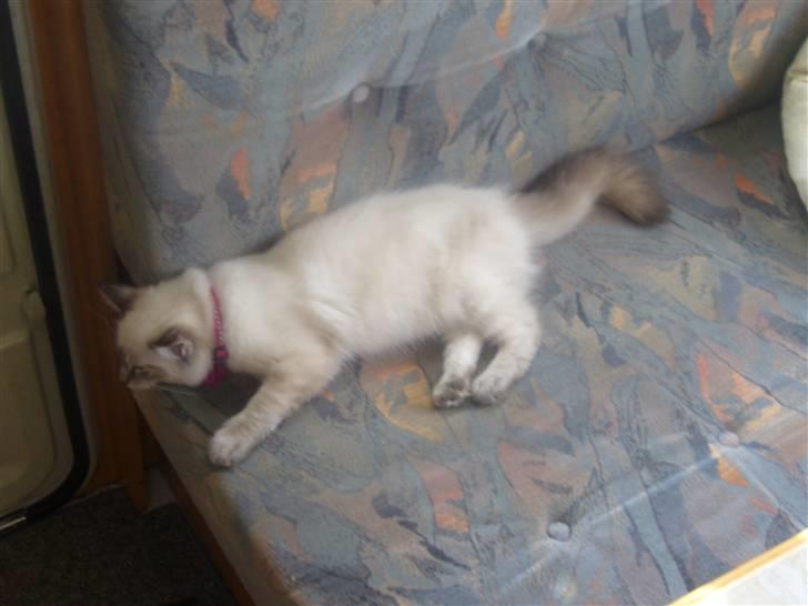 Ragdoll Dk's Ibils Basima billede 14