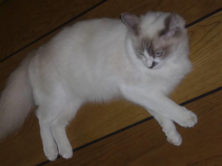 Ragdoll Dk's Ibils Abir billede 6