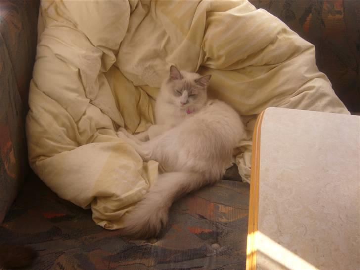 Ragdoll Dk's Ibils Abir billede 7