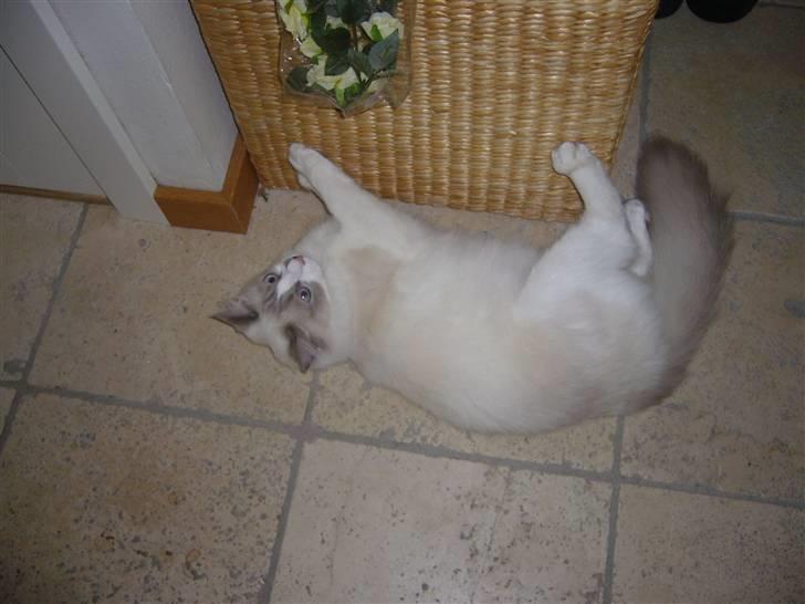 Ragdoll Dk's Ibils Abir billede 9