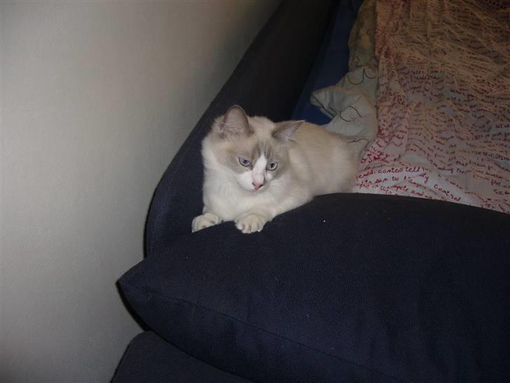 Ragdoll Dk's Ibils Abir billede 10
