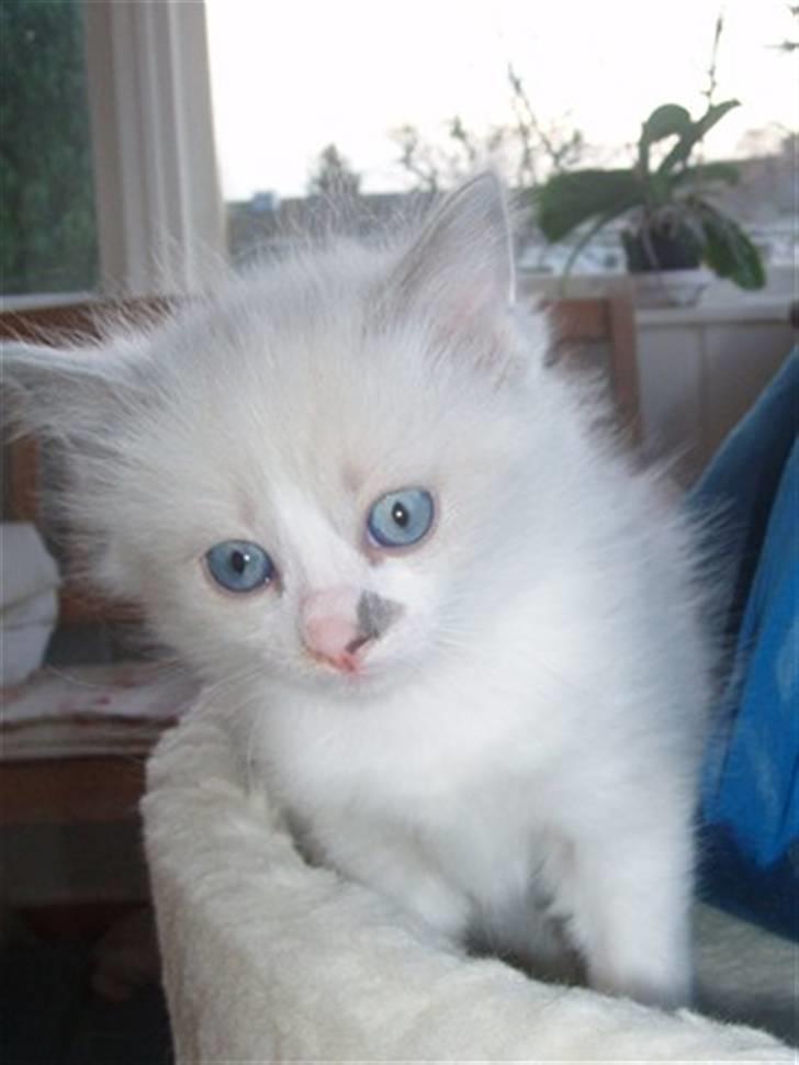 Ragdoll Dk's Ibils Abir billede 12