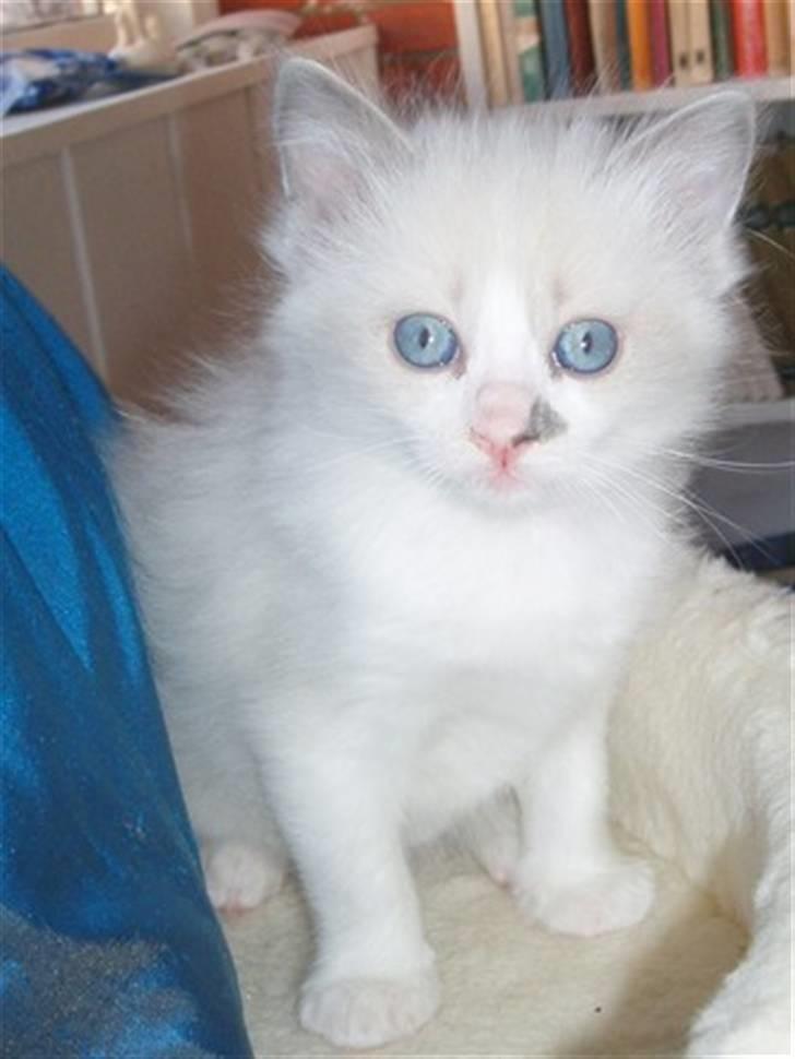 Ragdoll Dk's Ibils Abir billede 13