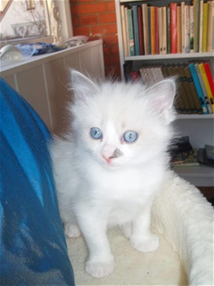 Ragdoll Dk's Ibils Abir billede 14