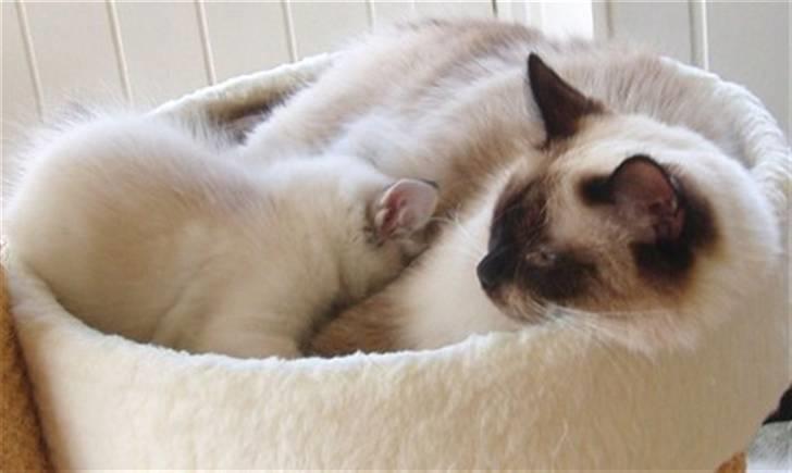 Ragdoll Dk's Ibils Basima billede 15