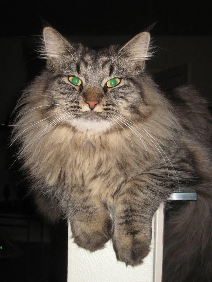 Blanding af racer fars mikle billede 8