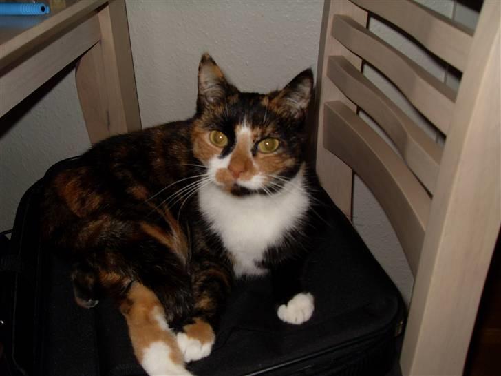 Huskat Tulle billede 1