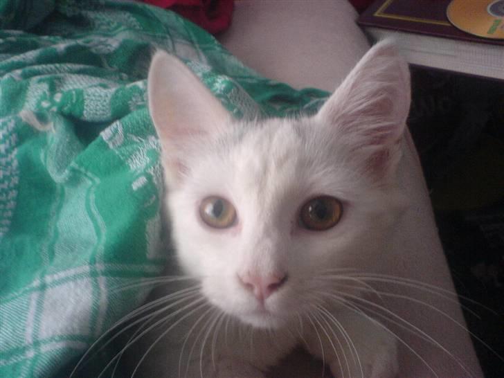 Huskat Gizmo Rocky billede 8