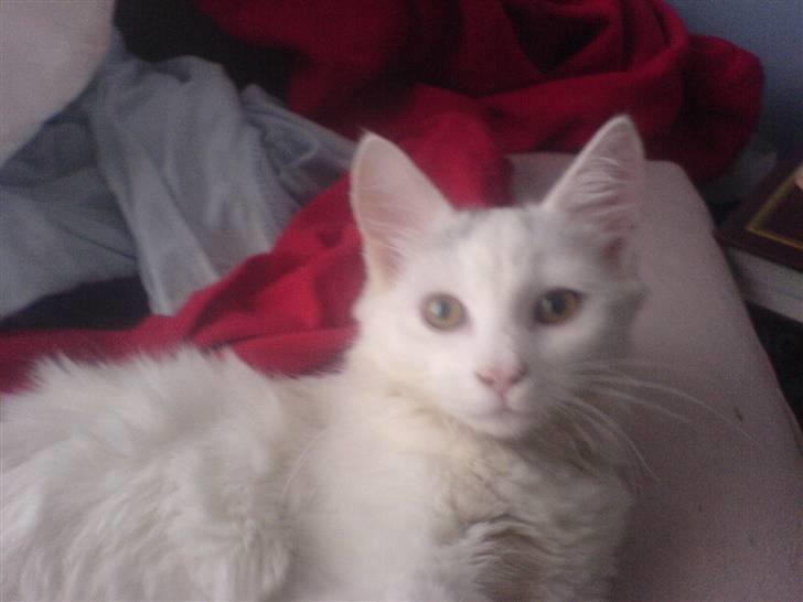 Huskat Gizmo Rocky billede 9