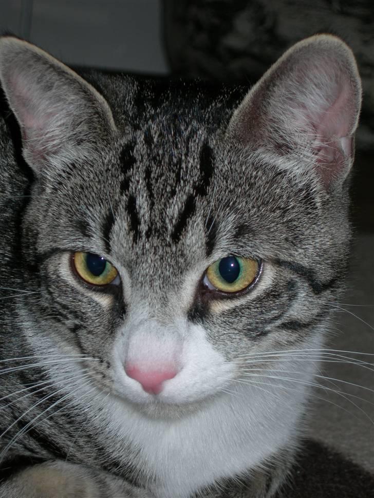 Huskat Picasso billede 3