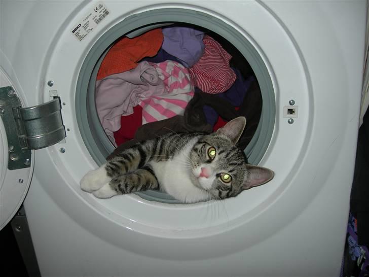 Huskat Picasso billede 4