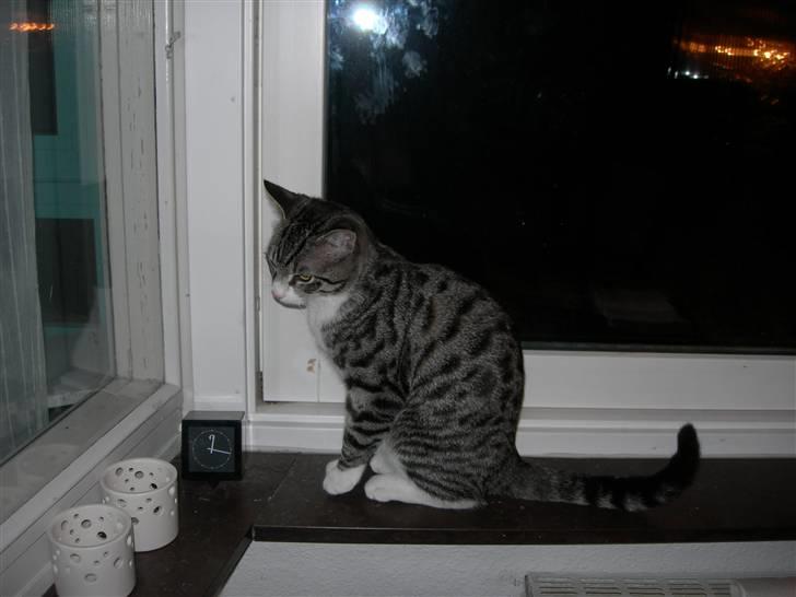 Huskat Picasso billede 5