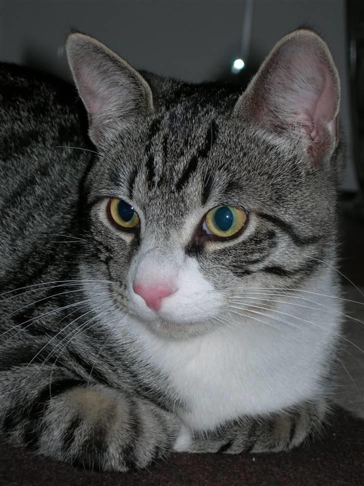 Huskat Picasso billede 6