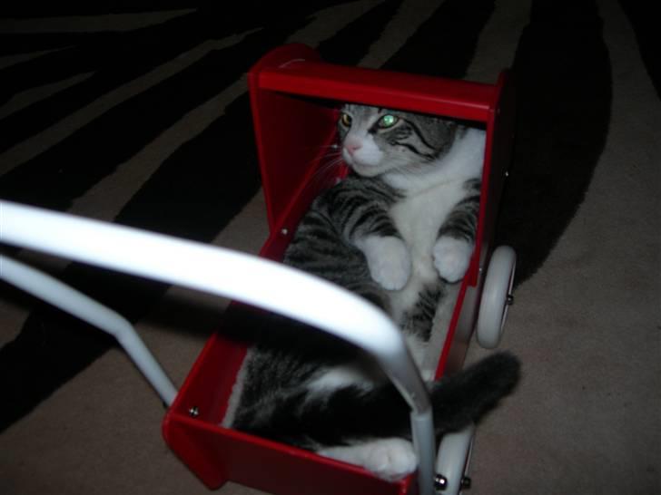 Huskat Picasso billede 7