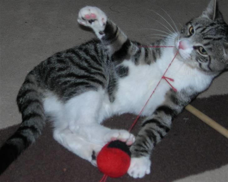 Huskat Picasso billede 8