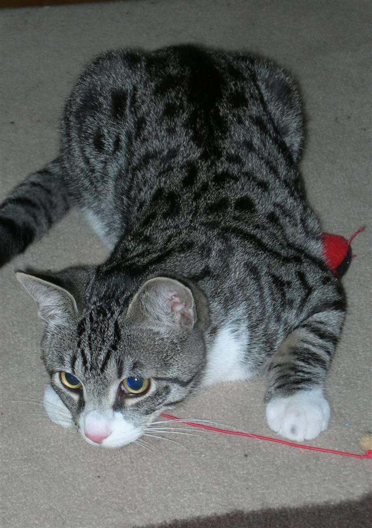 Huskat Picasso billede 9